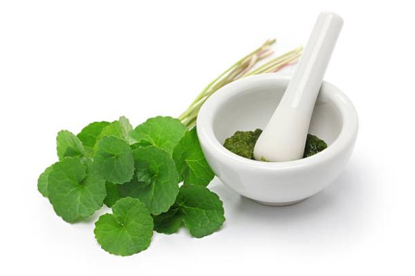 Gotu Kola (Centella Asiatica) 1:2 macerat v sončničnem olju